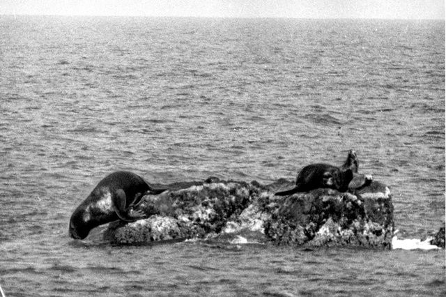 The Dokdo sea lion (Zalophus japonicus)
