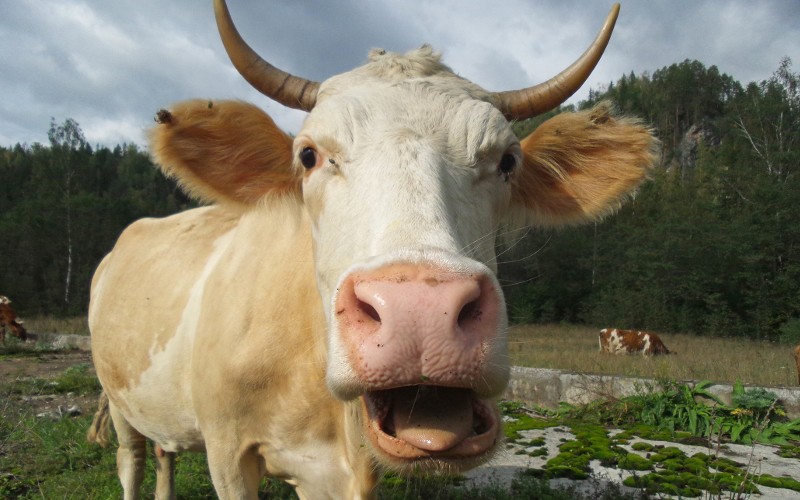 © KM.RU, Алексей Белкин