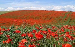 Выращивание масличного мака Выращивание масличного мака